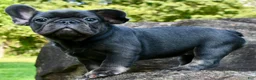 French Bulldog dogs for sale: French Bulldog 2 - Ad 3