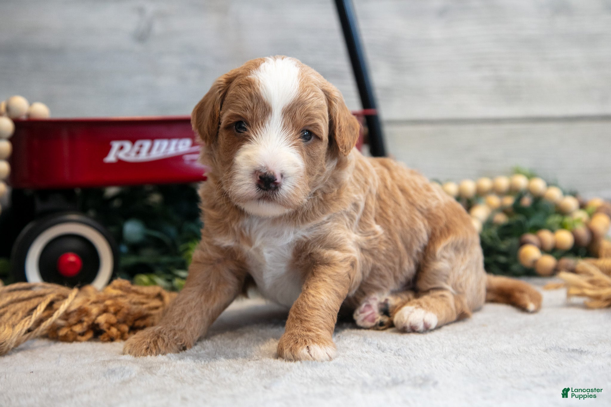 Mini Goldendoodle dogs for sale: Connor - Ad 2