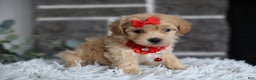 Maltipoo dogs for sale: Robin - Ad 8