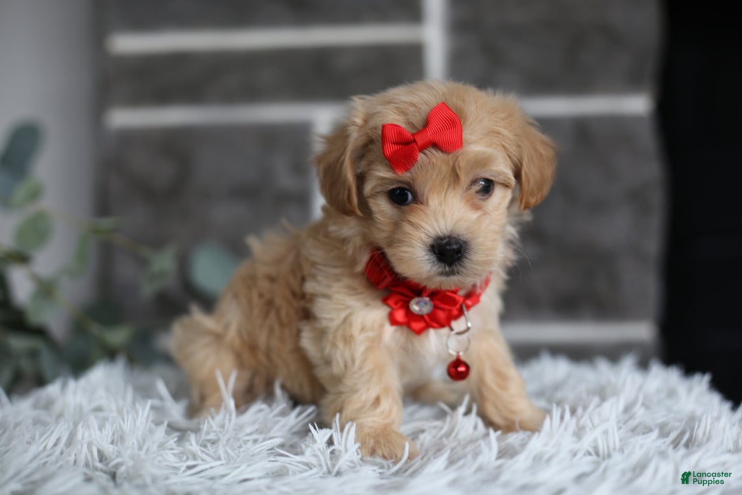 Maltipoo dogs for sale: Robin - Ad 8