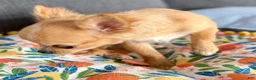 Chihuahua dogs for sale: Cream long hair Teacup  - Ad 4