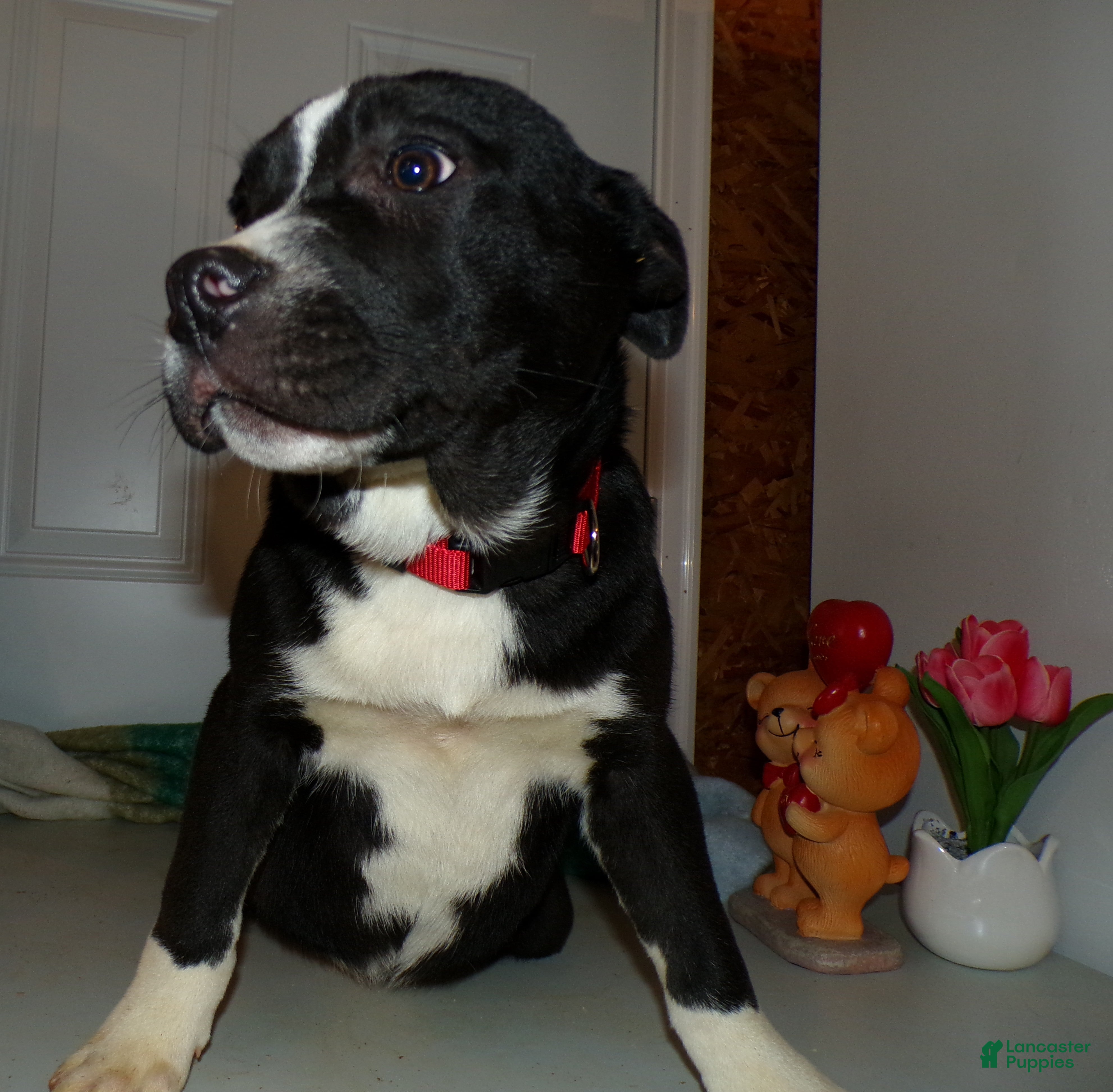 American Pit Bull Terrier dogs American Pit Bull Terrier Puppy 4 Bobbi - Ad 10