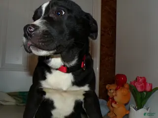 American Pit Bull Terrier dogs American Pit Bull Terrier Puppy 4 Bobbi - Ad 10