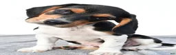 Beagle dogs for sale: Adam - Ad 3