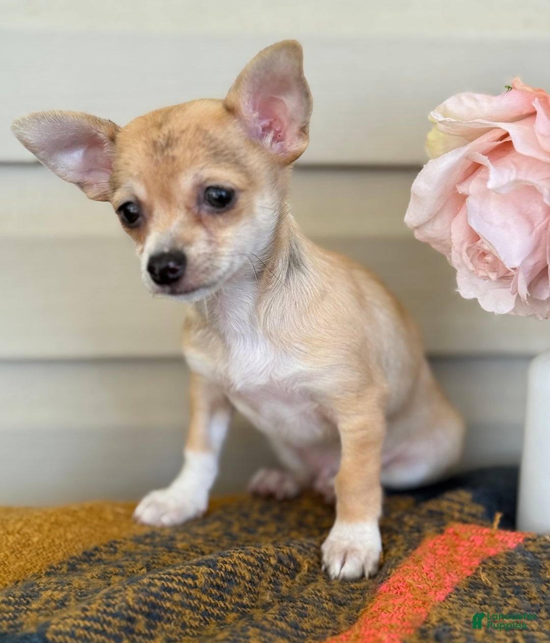 Chihuahua dogs for sale: Quincy - Ad 4