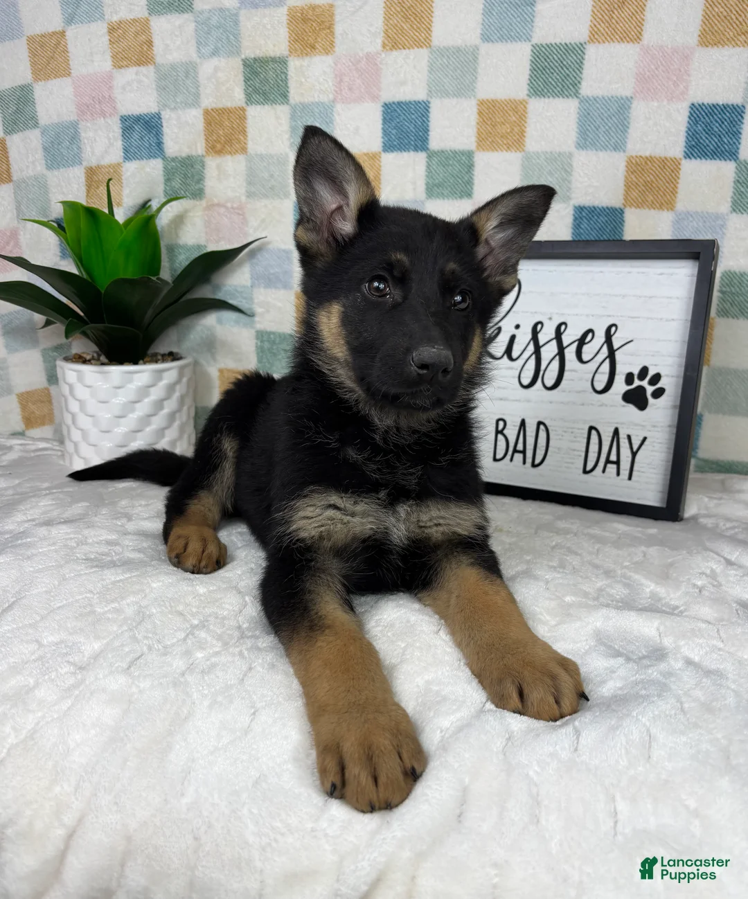 German Shepherd dogs for sale: Graham  - Ad 6