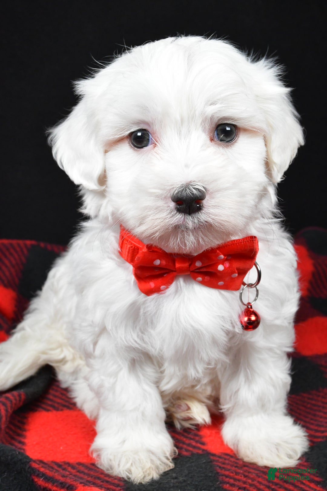 Maltese dogs for sale: Hector - Ad 6