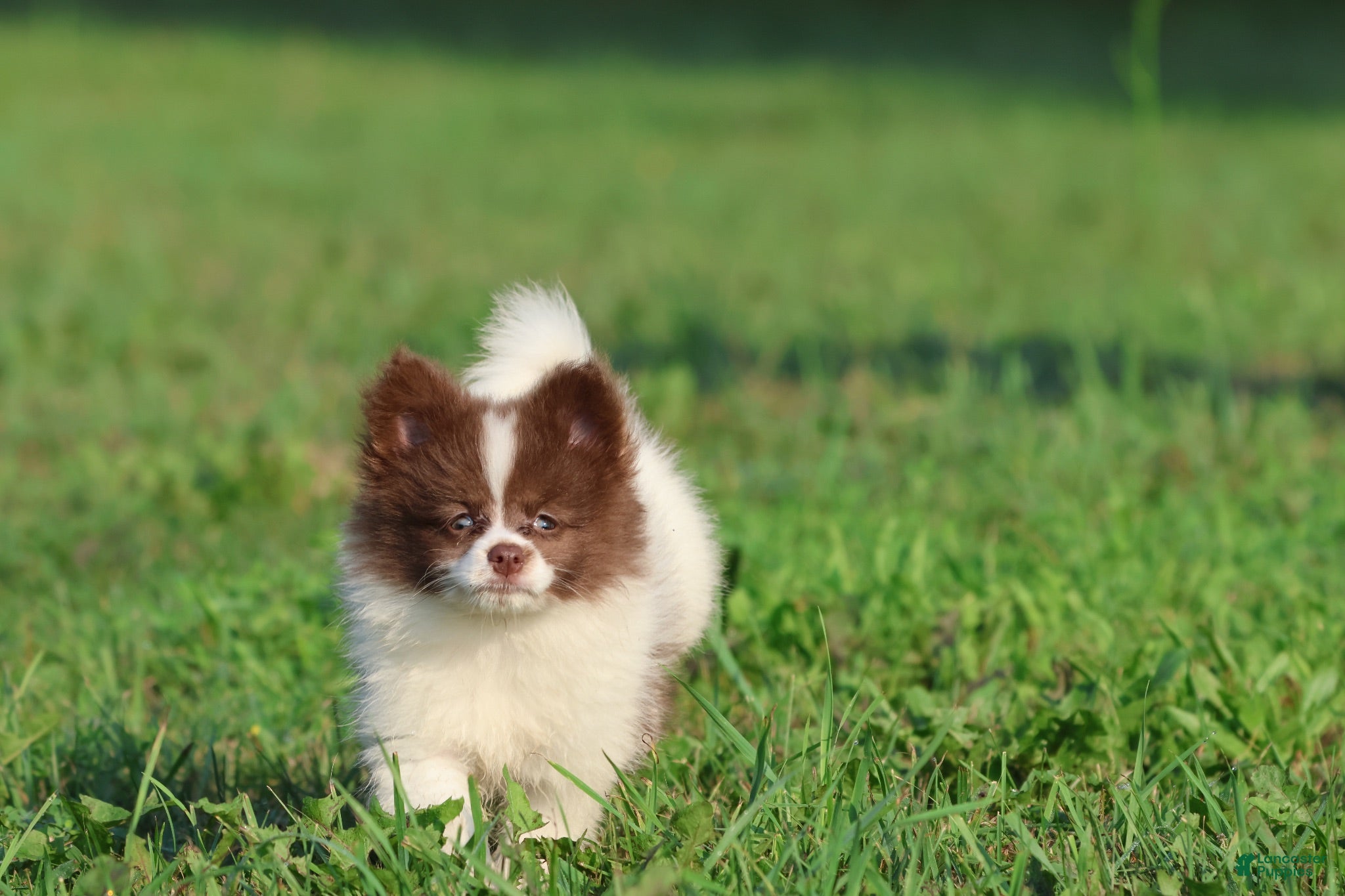 Pomeranian dogs for sale:  Milly - Ad 3