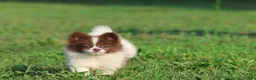 Pomeranian dogs for sale:  Milly - Ad 1