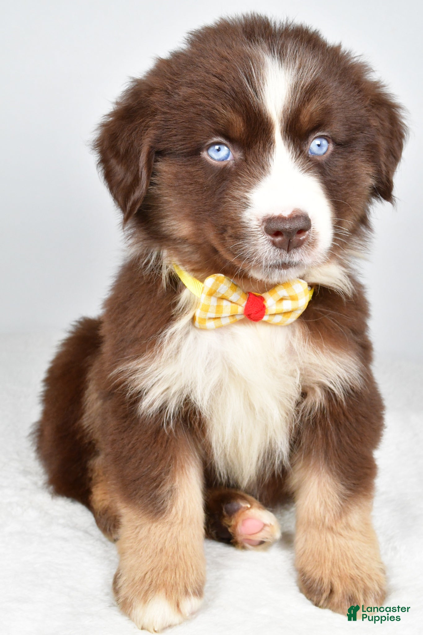 Miniature Australian Shepherd dogs Finch - Ad 1