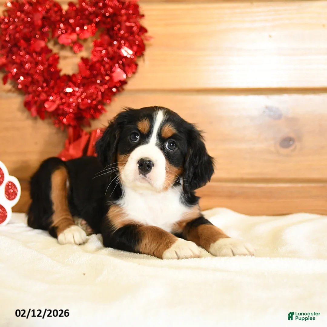 Miniature Bernese Mountain Dog dogs for sale: Valentine - Ad 2