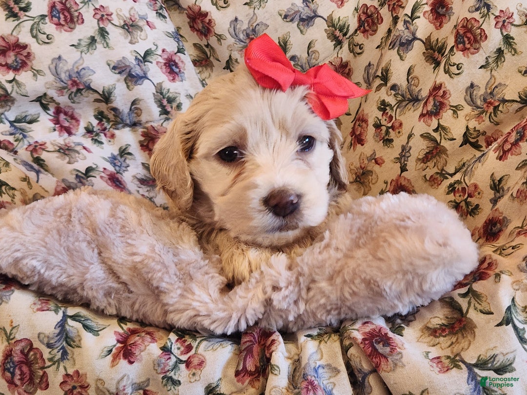 Mixed Breed dogs for sale: Lacey - Ad 6