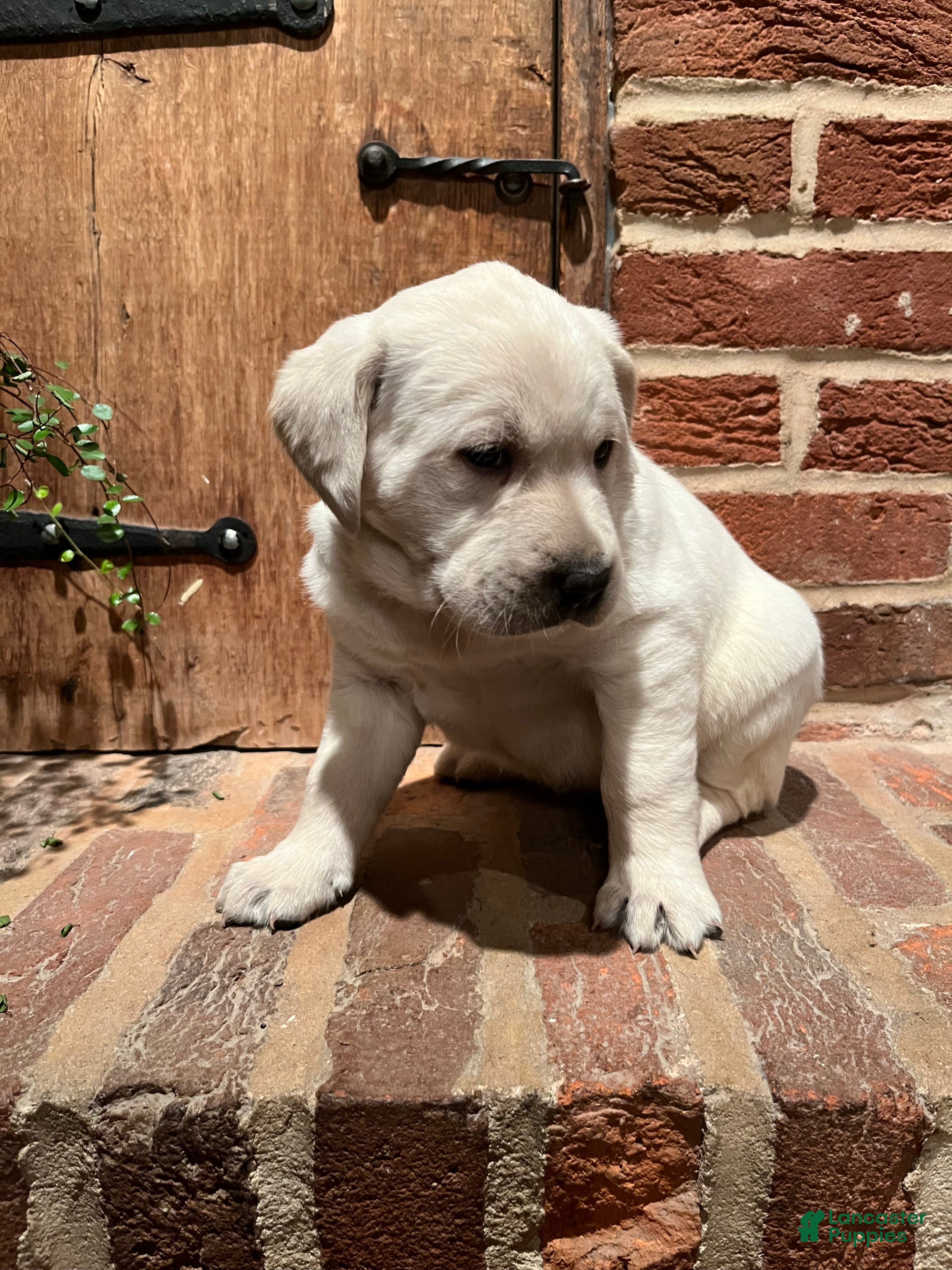 Labrador Retriever dogs Daisy - Ad 2