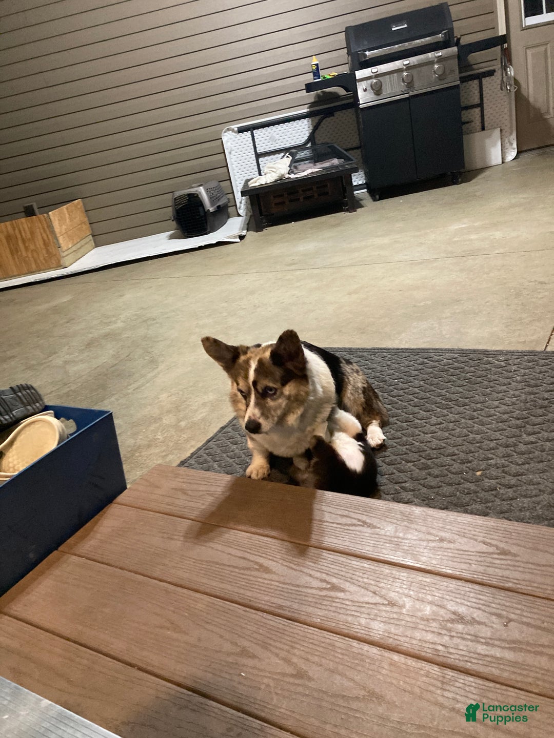 Mixed Breed dogs for sale: Trina - Ad 10