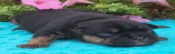 Beabull dogs for sale: Allen  - Ad 1