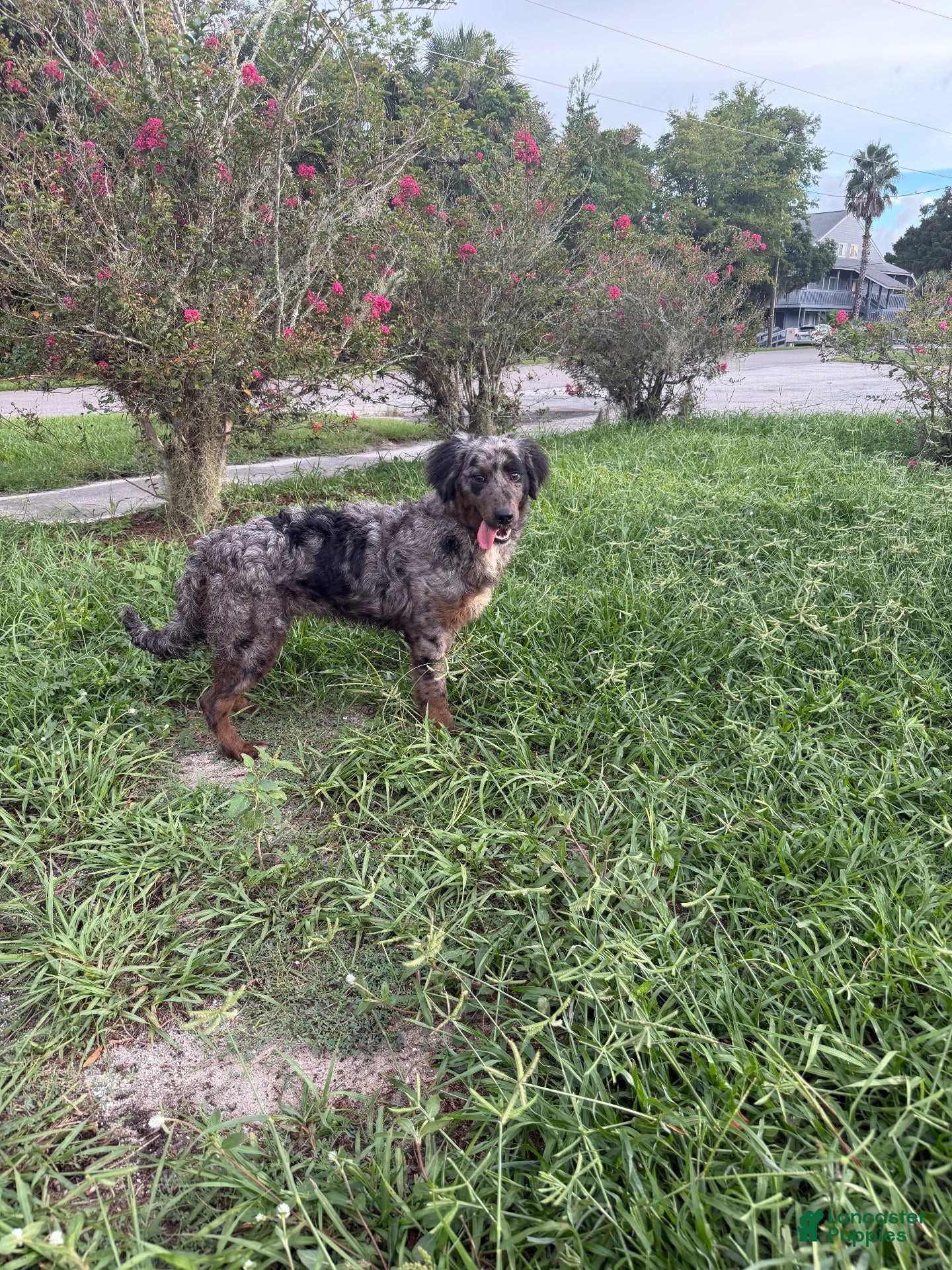 Aussiedoodle dogs Aussiedoodle 1 - Ad 13