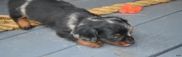 Dachshund dogs for sale: Trixie - Ad 4