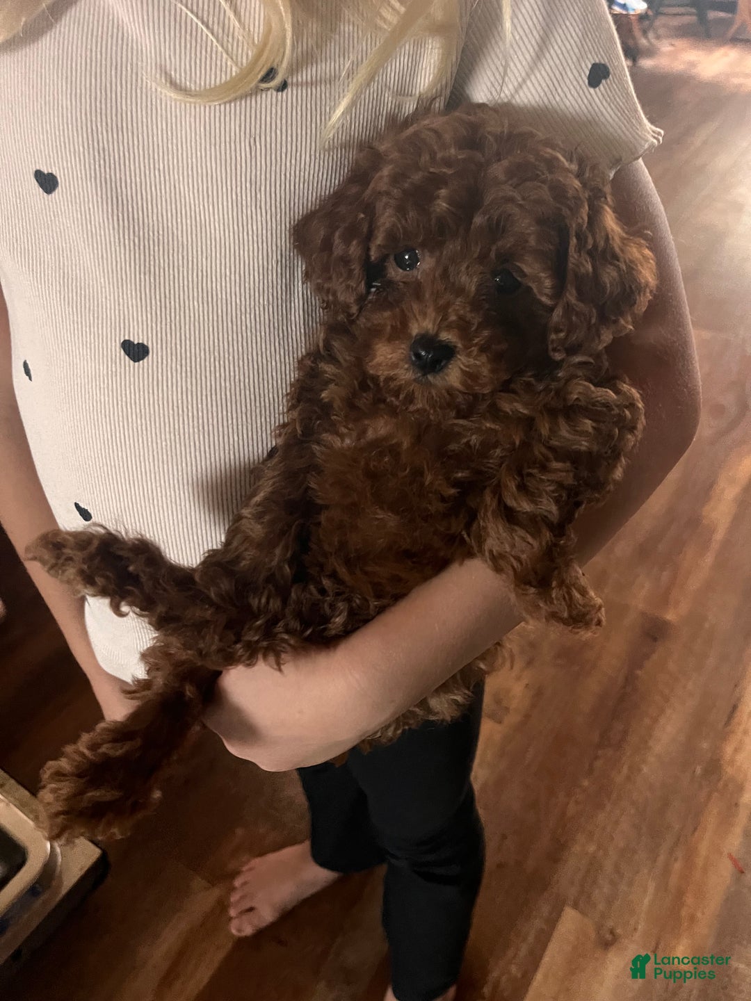 Toy Poodle dogs for sale: Charles  - Ad 6