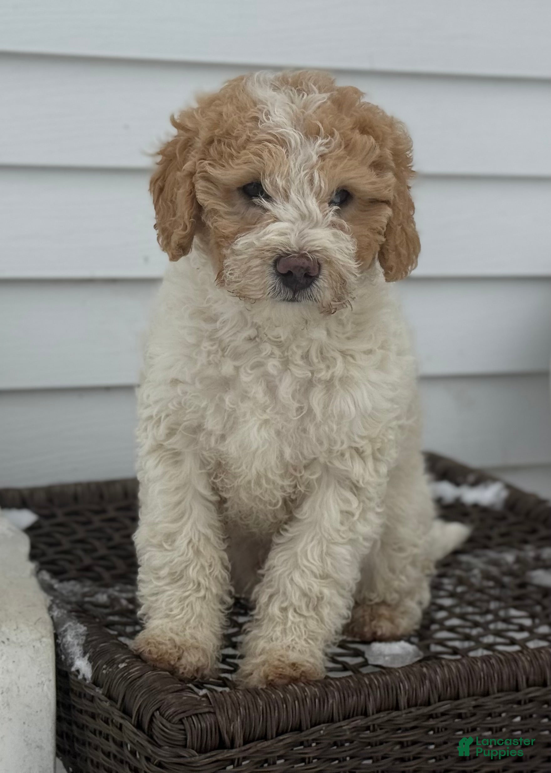 Mini Goldendoodle dogs Matt - Ad 25