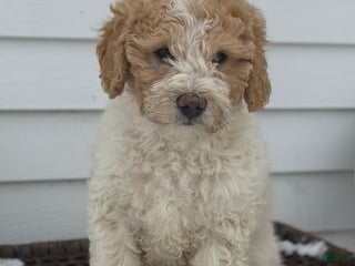 Mini Goldendoodle dogs Matt - Ad 29