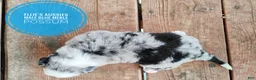 Miniature Australian Shepherd dogs for sale: Possum  - Ad 3