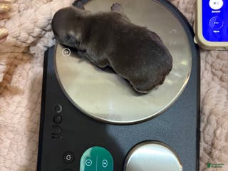 French Bulldog dogs Sweet pea - Ad 11