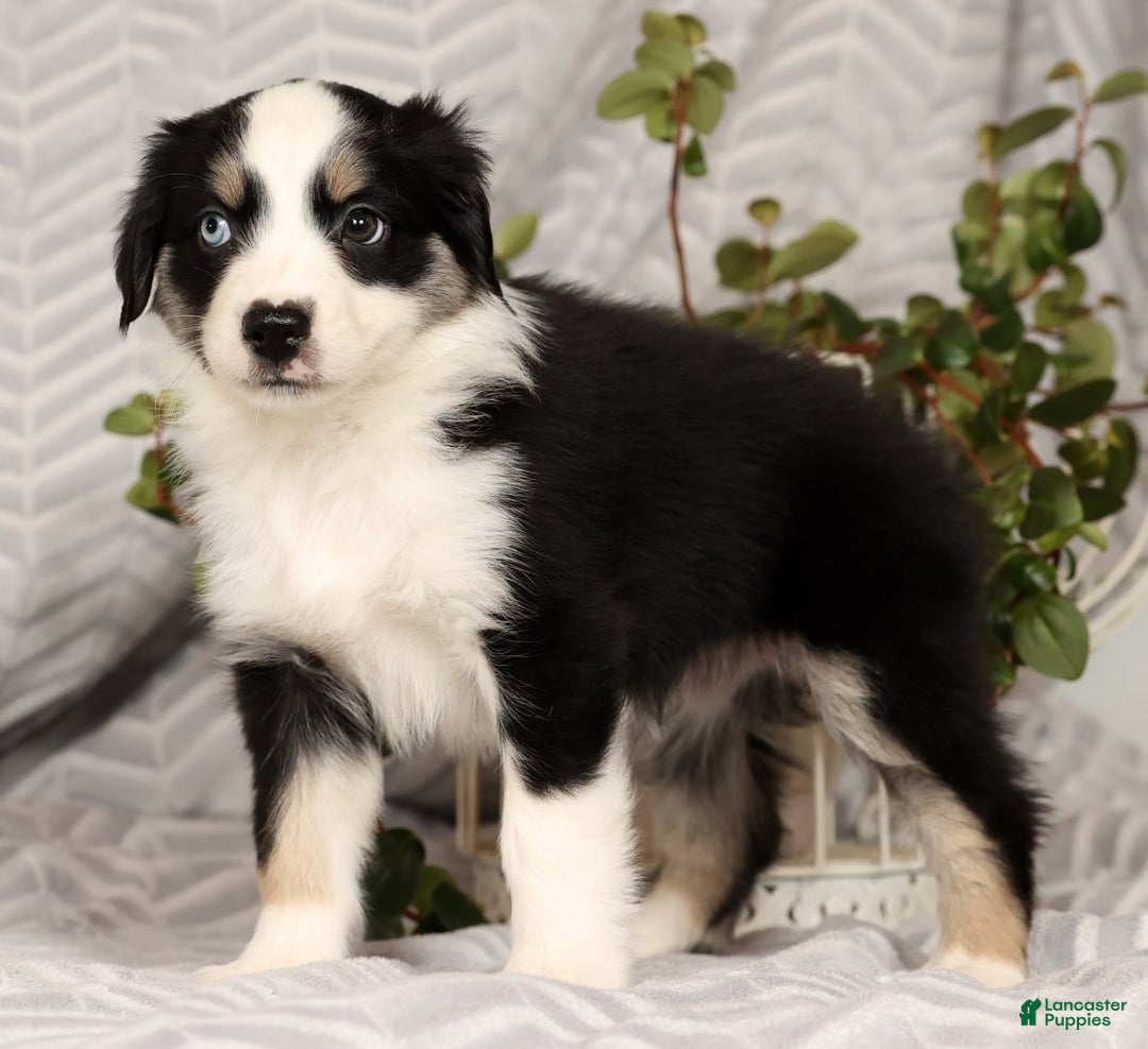 Miniature Australian Shepherd dogs for sale: Jenny - Ad 4