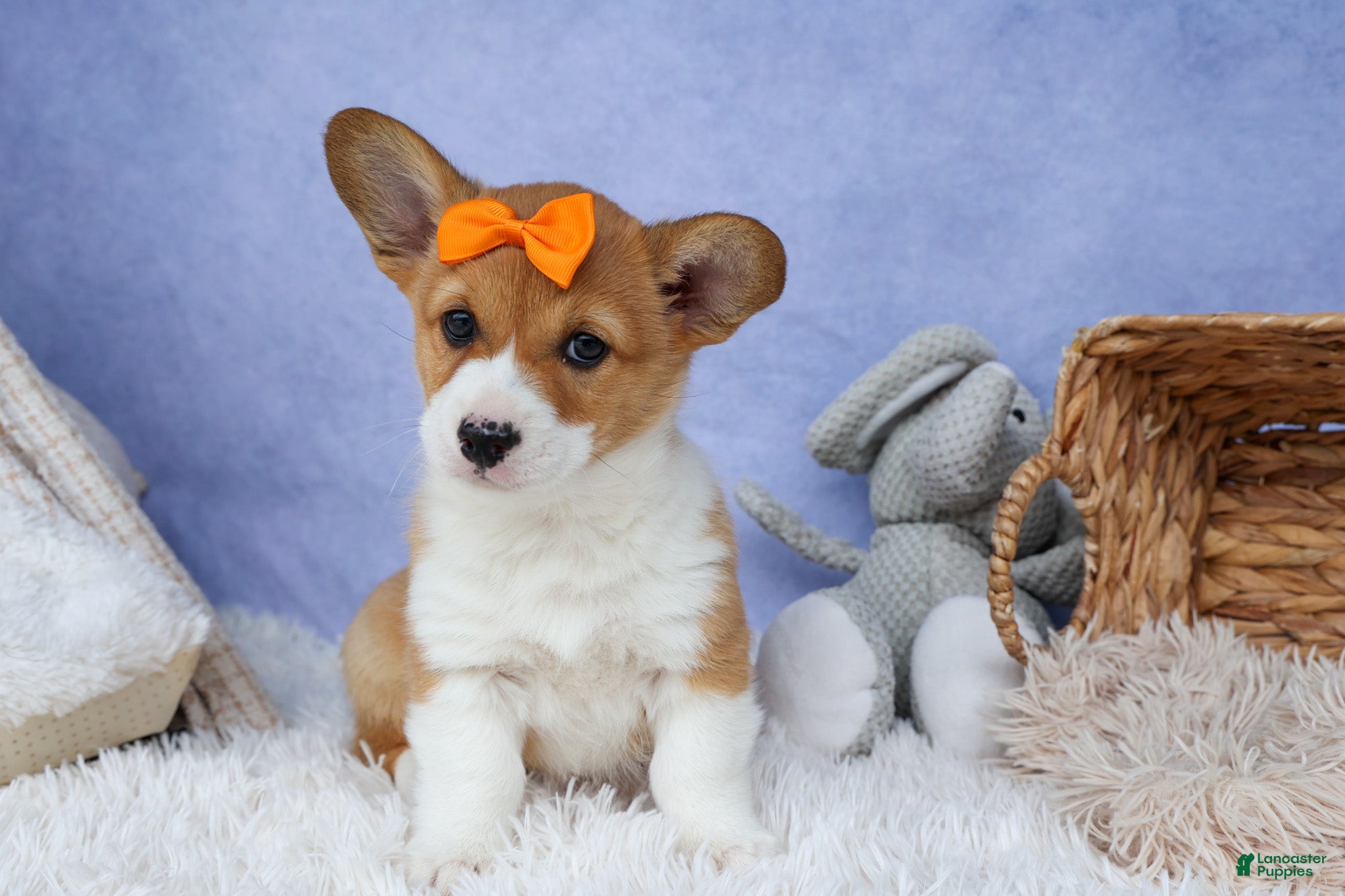 Welsh Corgi Pembroke dogs 🐾 MEET WIGGLES 🐶❤️ - Ad 1