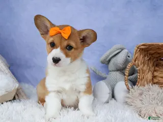 Welsh Corgi Pembroke dogs for sale: 🐾 MEET WIGGLES 🐶❤️ - Ad 1