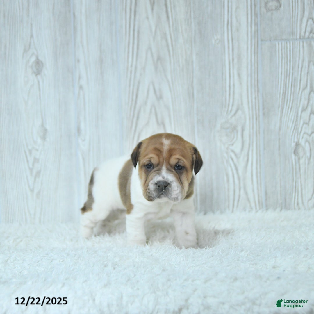 Mini Hippo dogs for sale: Gracie - Ad 2