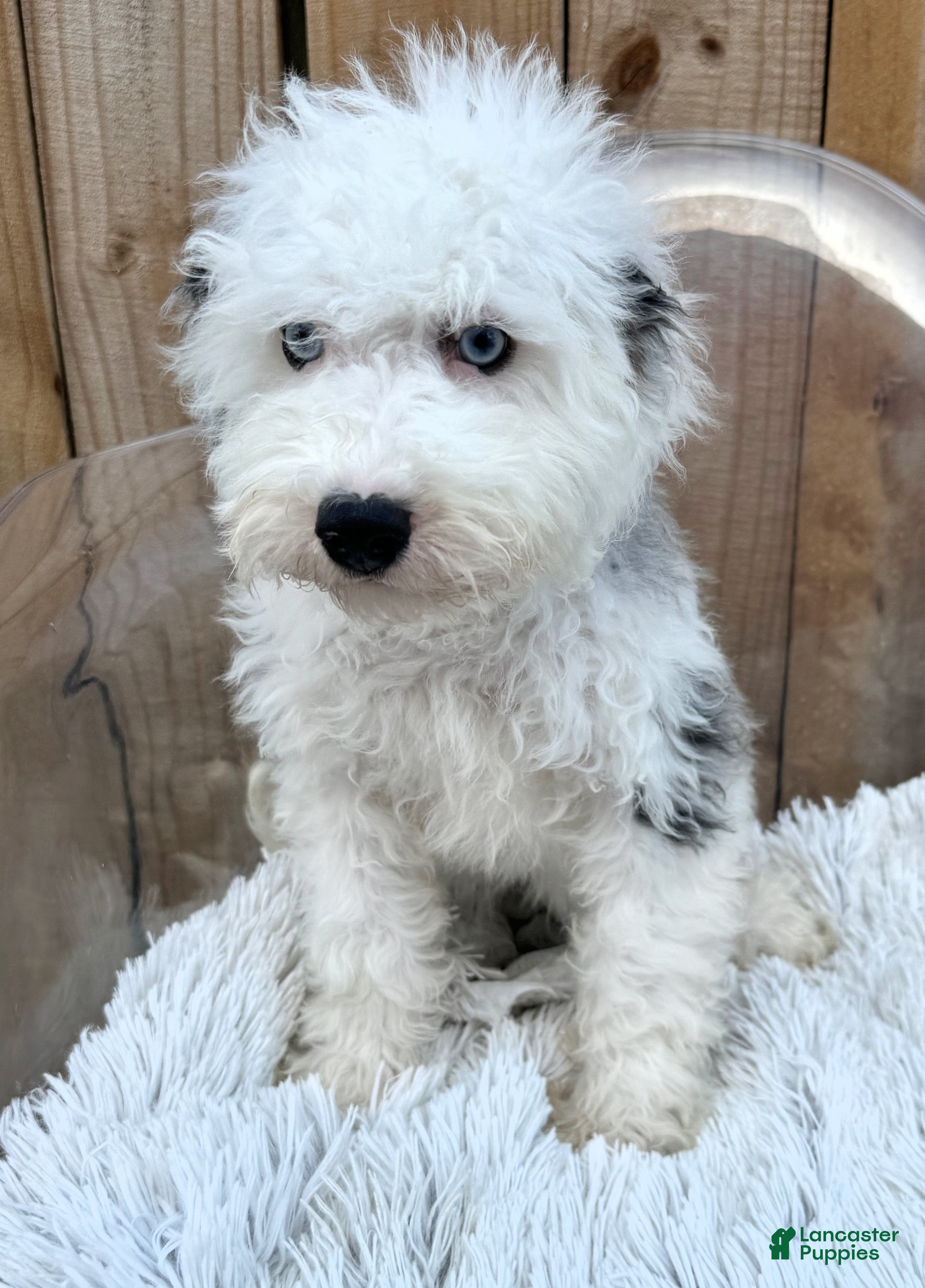 Mini Bernedoodle dogs Nitro - Ad 25