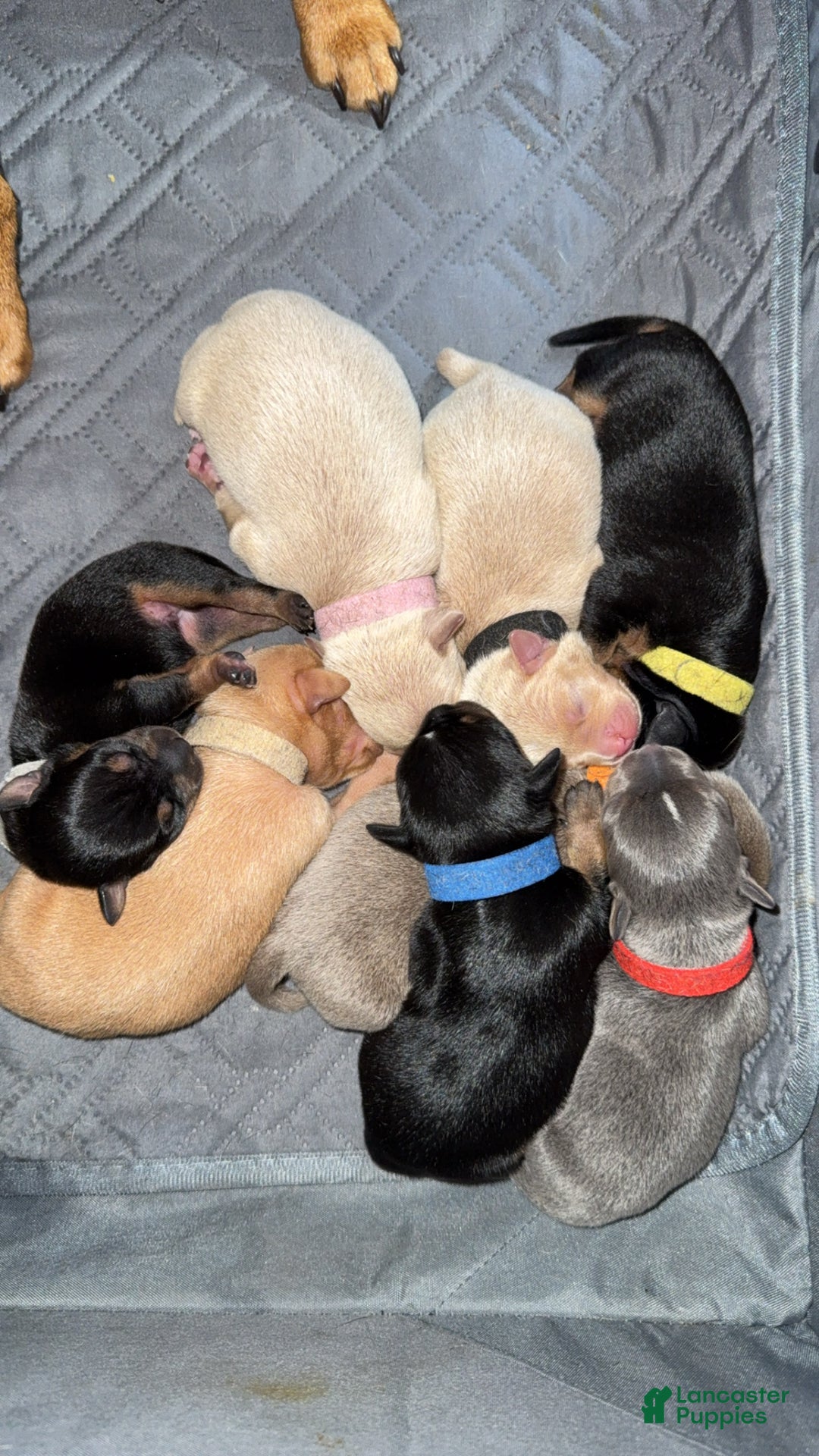 Rat Terrier dogs for sale: Carter - Ad 7