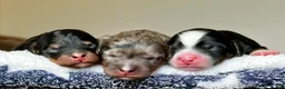 Mixed Breed dogs for sale: Black & Tan Micro Mini - Ad 6
