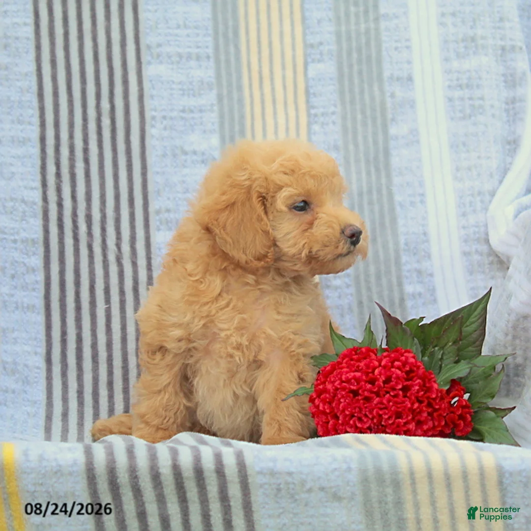 Miniature Poodle dogs for sale: Scamper - Ad 4