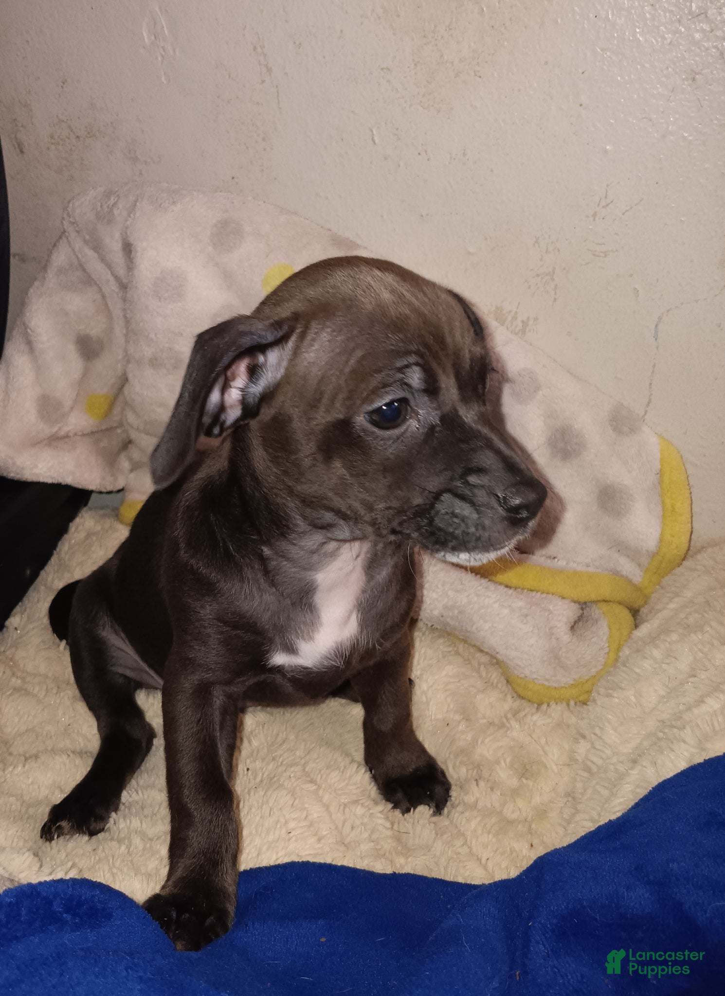 Chiweenie dogs Chiweenie Puppy 3 - Ad 3