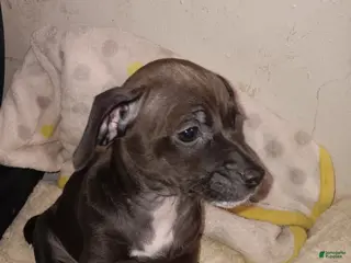 Chiweenie dogs Chiweenie Puppy 3 - Ad 3