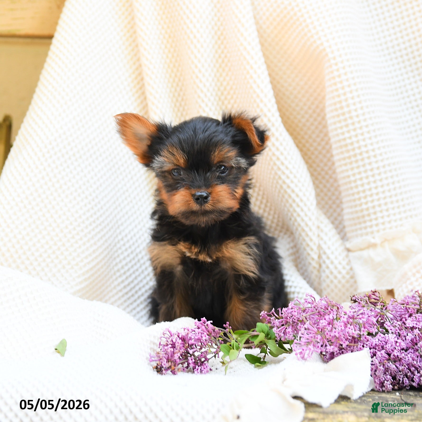 Yorkshire Terrier dogs for sale: Castor - Ad 2