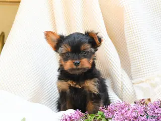 Yorkshire Terrier dogs for sale: Castor - Ad 2