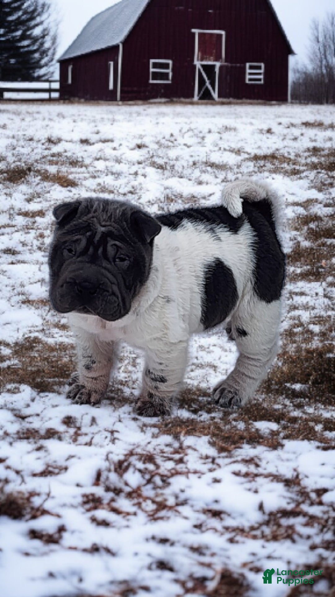Shar Pei dogs for sale: Bluebelle blue flower mini  - Ad 2