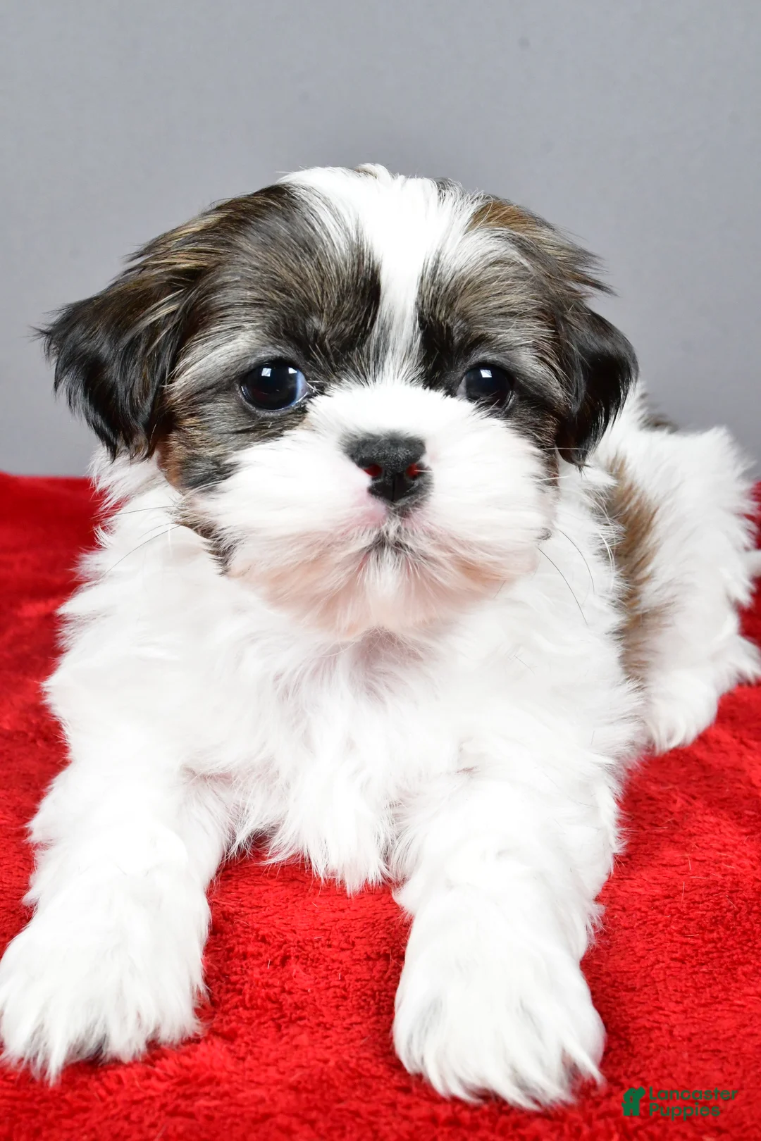 Shih Tzu dogs for sale: Ruger - Ad 3