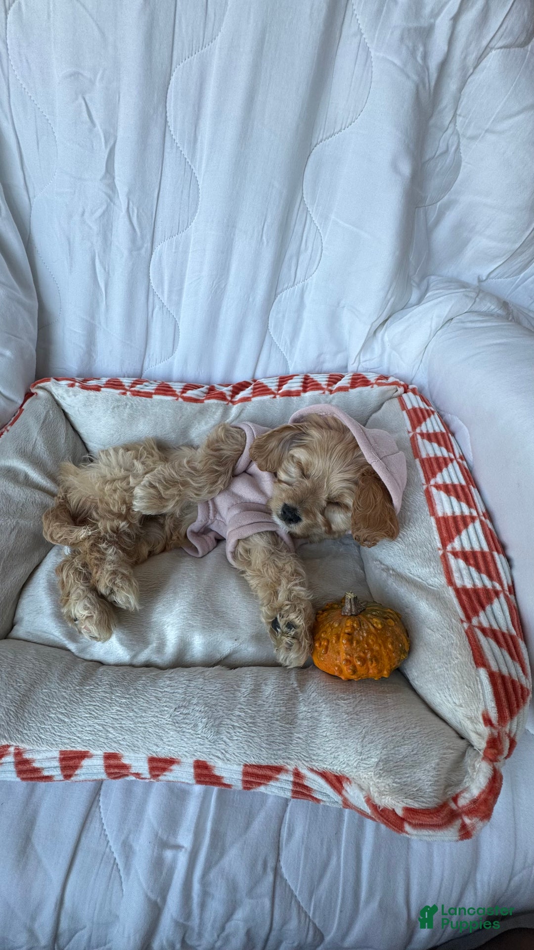 Cockapoo dogs for sale: 🌸🐶 Daisy – The Little Lady with a Heart of Gold 💗 - Ad 2