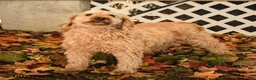 Mini Goldendoodle dogs for sale: Sheila - Ad 4