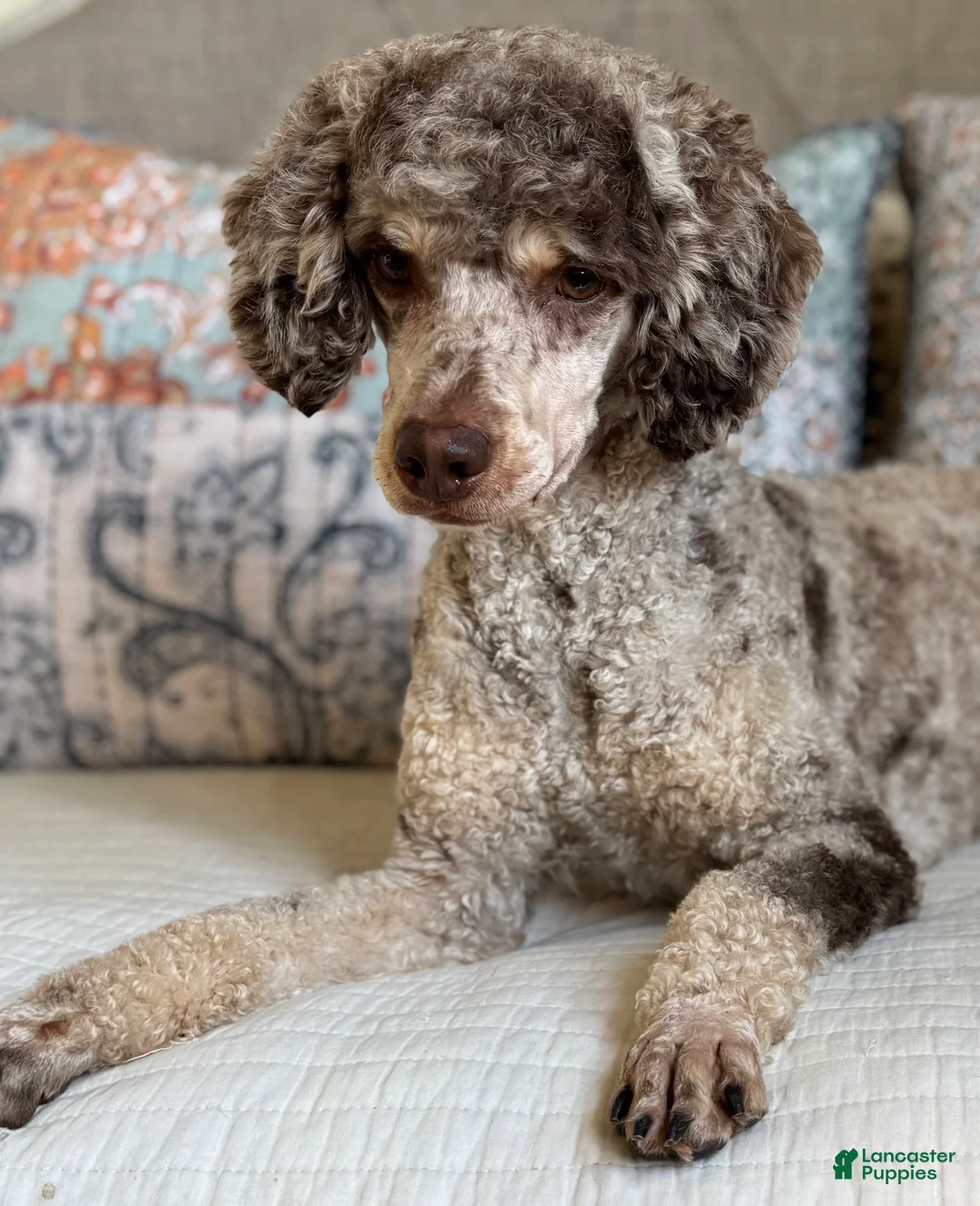 Miniature Poodle dogs for sale: Jesse Boy  - Ad 2