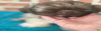 Shih Tzu 2