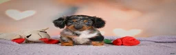Dachshund dogs for sale: Tatum  - Ad 7
