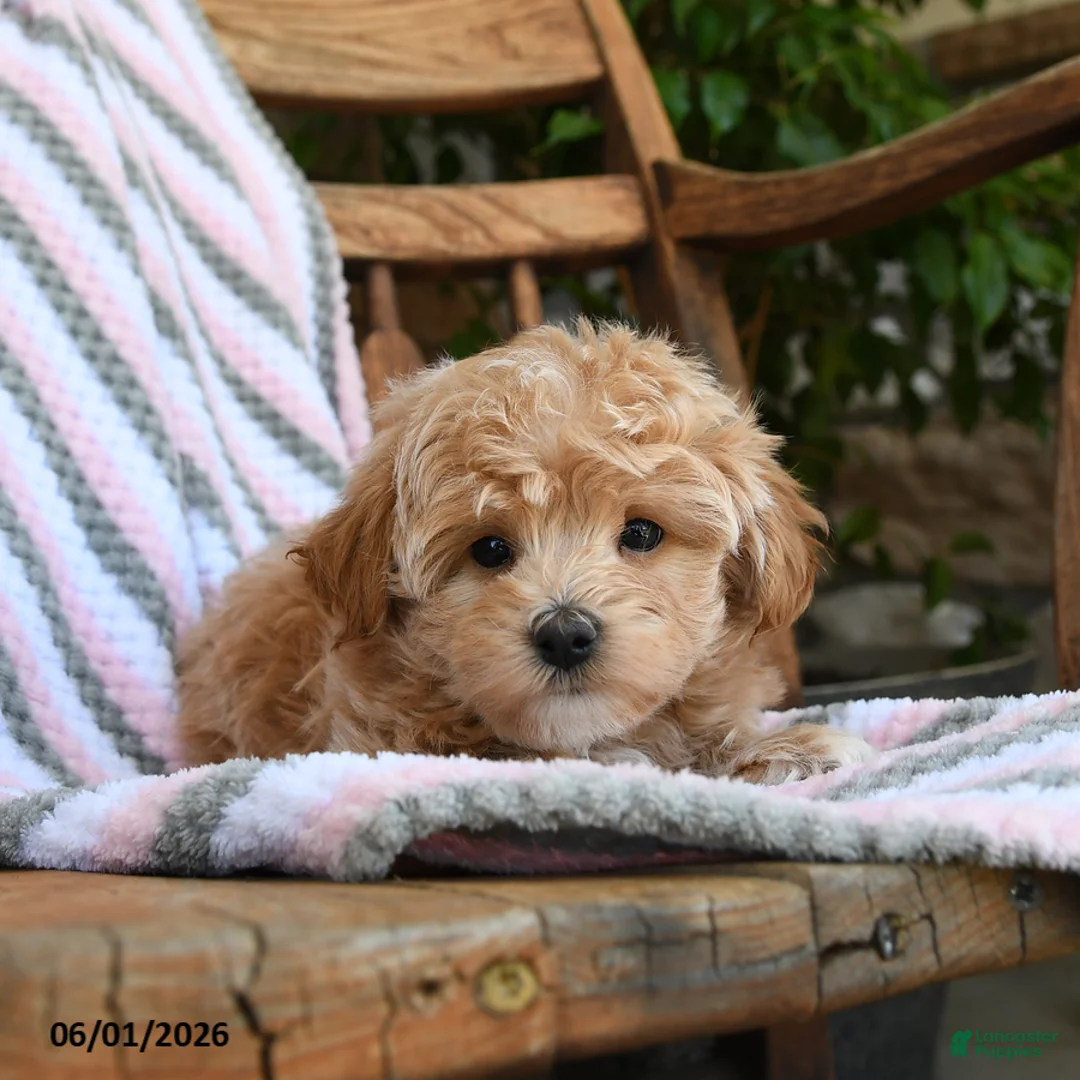 Maltipoo dogs for sale: Pluto - Ad 2