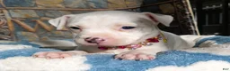 American Bully dogs for sale: "DOLLY PARTON" WHITE MERLE - Ad 7