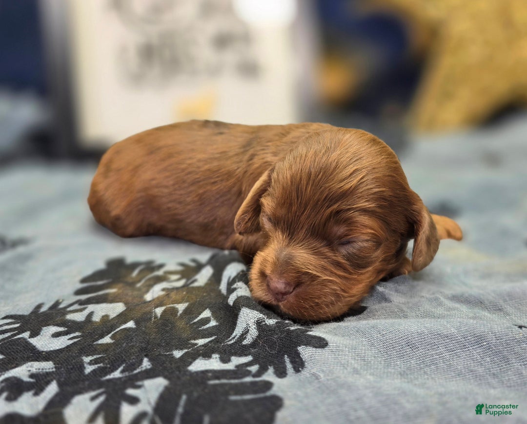 Cockapoo dogs for sale: Grinch - Ad 2