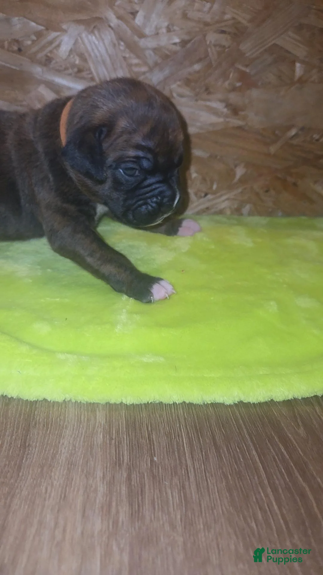 Boxer dogs for sale: Boxer 1 - Ad 2