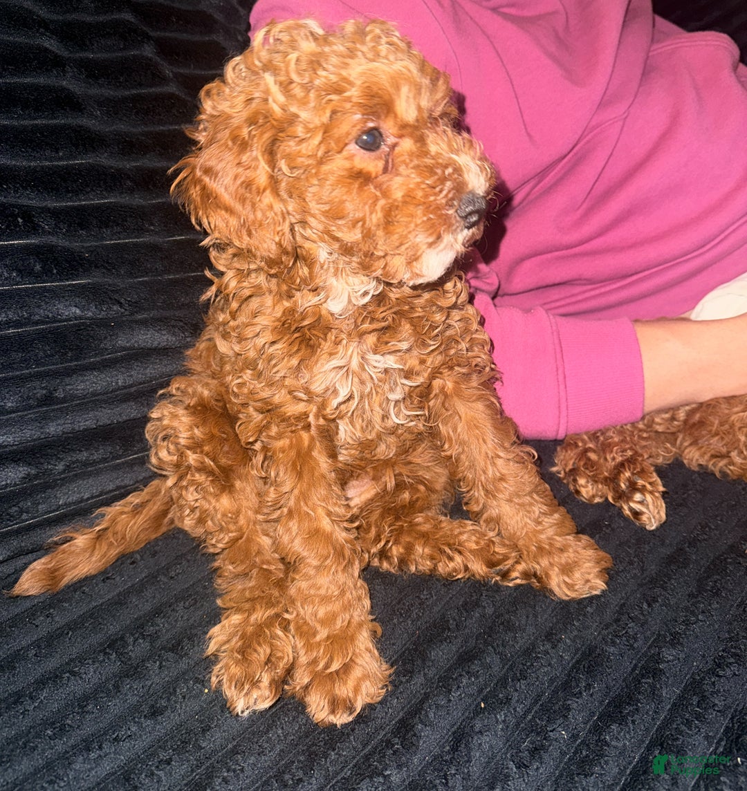 Toy Poodle dogs for sale: Toy Poodle Puppy 2 - Ad 4